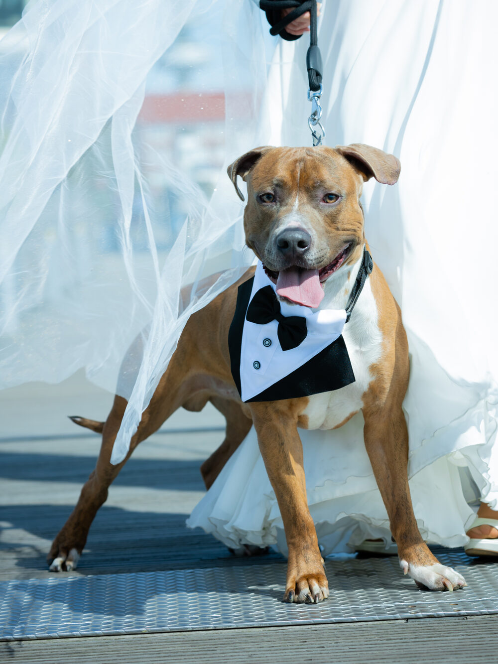 Hund mit Schleife bei einer Hochzeit